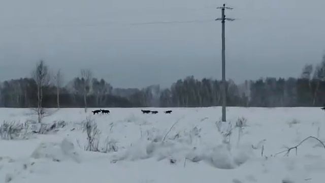 Стая волков!!!