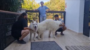NEW MATING - WHITE GERMAN SHEPHERD - LEXA DOG HEAT
