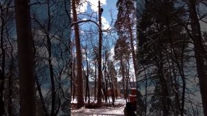 Спил высотных деревьев в Самаре