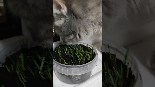 Сажаем травку для Сьюзи // Через 4 дня травка уже проросла // 🙀👍 смотреть онлайн