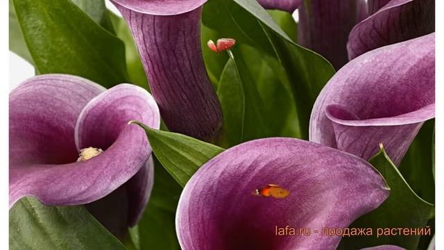 Калла обыкновенная Акцент (calla accent) ? калла Акцент обзор: как сажать луковицы каллы Акцент