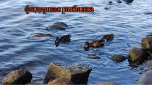 ОСЕННЯЯ ФИДЕРНАЯ РЫБАЛКА НА КАНОНЕРСКОМ ОСТРОВЕ