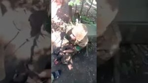 Взяли Хряка в плен и хотели рубануть его топором???