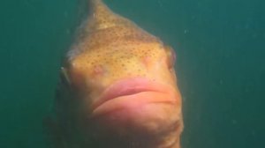 Facts: The Lumpfish