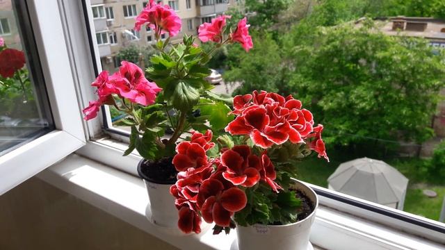 Отдельно о королевских пеларгониях?. Плюсы и минусы☘Уход за королевскими пеларгониями смотреть онлайн