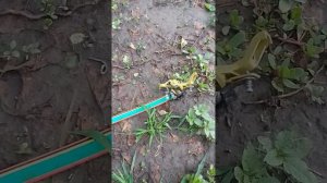 Импульсный разбрызгиватель. Первые трудности и как мы решили эту проблему