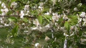 ЦВЕТУЩЕГО САДА ВОЛШЕБСТВО (flower garden)