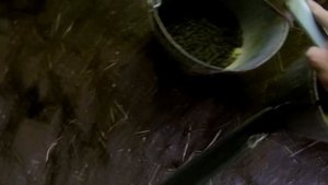 Как и чем кормить корову