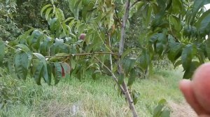 Персик Ред Робин, урожай 2022