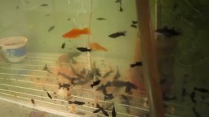 СЛИЗЬ НА РЫБКАХ. ЭФФЕКТ ЗАЩИТЫ ОТ ПАРАЗИТОВ