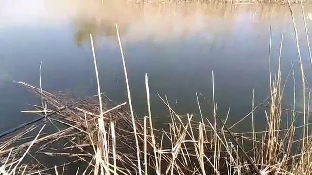 #рыбалка #карасик #краснодарскийкрай Отдых выходного дня.