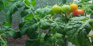 Томаты "Пиноккио", "Каменный цветок"порадовали меня  первые наливающимися плодами.