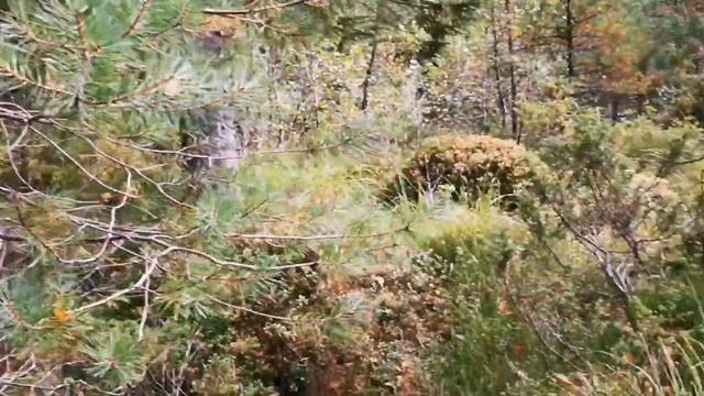 Грибная охота в Норвегии ? смотреть онлайн