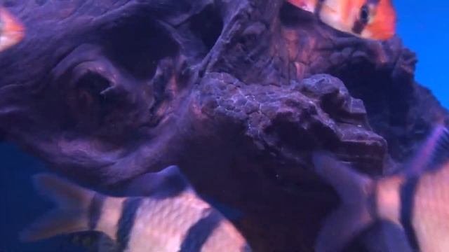 Tiger Barb (Puntius tetrazona) - Tropical Fish смотреть онлайн