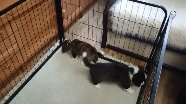 Доза мимишности и позитива. Щенки вельш корги кардиган доступны к резерву. смотреть онлайн