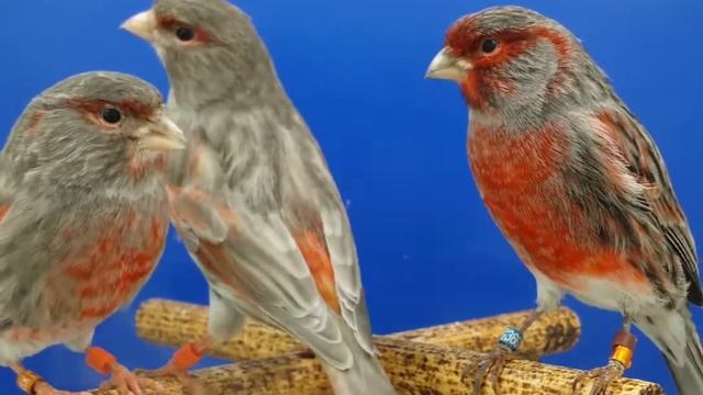 Чёрный опал красный мозаик, чёрно красный мозаик спальт опал смотреть онлайн