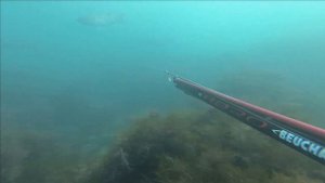 ПОДВОДНАЯ ОХОТА ЧЕРНОЕ МОРЕ ЗАМЕЧАТЕЛЬНЫЙ ЛОБАН ОСЕНЬ 2020