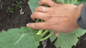 Озимый рапс на севере Ростовской области.