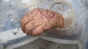 Что Будет, Если 1000 Комаров Укусят Руки Вещи, Которые Вы Увидите Впервые в Жизни.