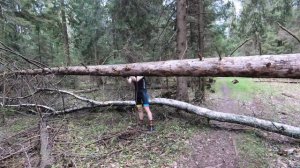 Лесоповал тест пилы SAMURAI GC-330-LH