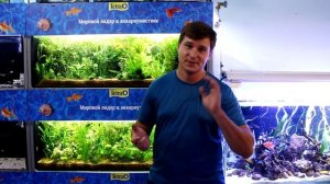 Макробрахиум: содержание, уход, совместимость кольцеруких креветок