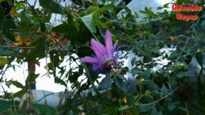 Удивительное растение - пассифлора