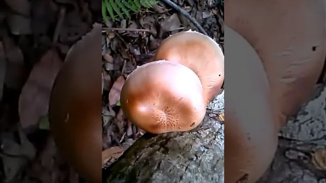 Florida mushroom identification please смотреть онлайн