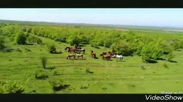 Тангичу песня скачать МР3 Эбиев Ильяс смотреть онлайн