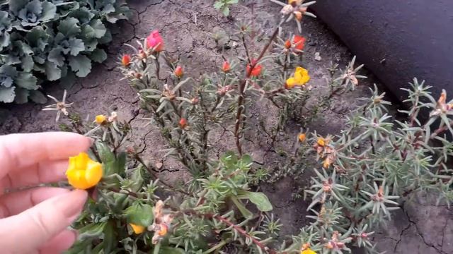 Осенний цветник! Что-то цветет, а что-то доцветает! смотреть онлайн