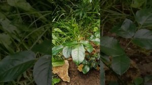 Роза Мария Антуанетта-первогодка, роспуск в дождливую погоду