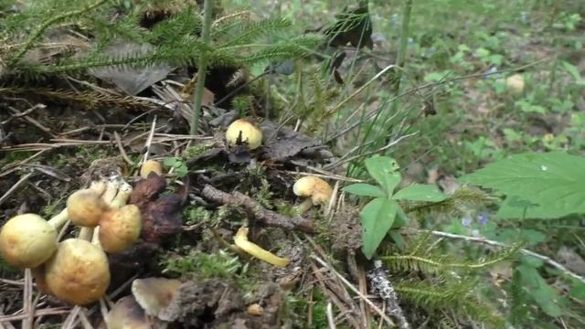 Осторожно! Ядовитый Ложноопёнок серно-жёлтый - Hypholoma fasciculare. смотреть онлайн