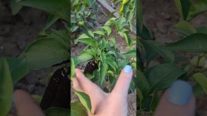 Перец сладкий Черный Маркони, Биотехника, я не волшебник, я только учусь ☺?