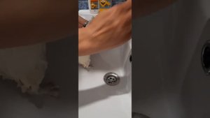 Купание морской свинки