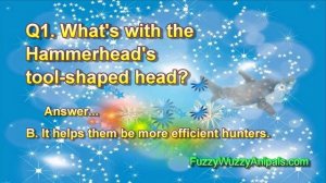 Hammerhead Animal Quiz for Kids