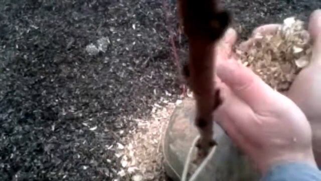 Зимняя защита молодого персика сорта Киевский ранний смотреть онлайн