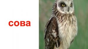 Презентация для детей по Доману. Пение птиц. 2