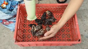 Цыплят под дождем бросила мама, срочно мастерим кормушку и поилку