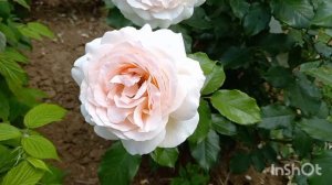 Чайно-гибридная роза Чандос Бьюти Великобритания 2005 г. Цветение лето 2022 г. Обзор сорта.???