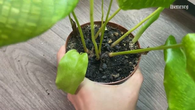 Обзор моей цветочной коллекции в декабре. Калатеи, орхидеи, бегонии. Вопрос к аудитории. смотреть онлайн