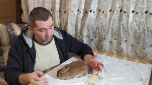 Сколько живут декоративные кролики дома: продолжительность жизни кроликов