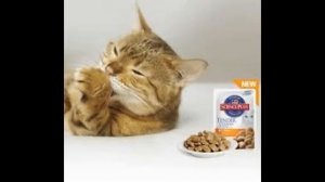 корм роял канин для кошек