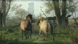 Красивый клип.природа (360p).mp4