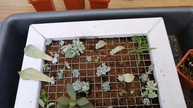 Живая картина из суккулентов (попытка)