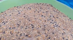 Мощный зерно смесь для своих любимцев (КРОЛИКОВ)