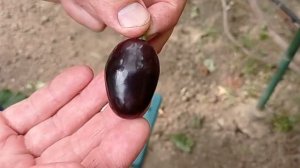 @Виноград Торнадо Крупный виноград