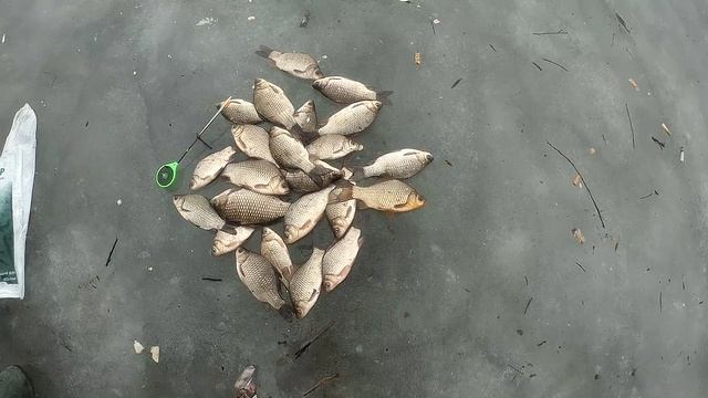 Караси, пруд Серебрянка