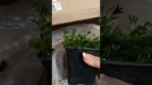 Азорелла трехвильчатая с Вайлдберриз