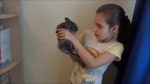 Дрессирую шиншиллу
