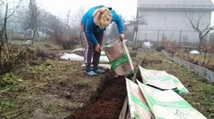 Посадка Голубики с нуля в Московской области