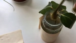 Пахира Размножение черенками